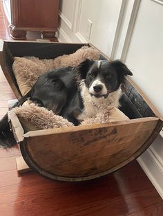 a black and white dog laying in a wooden bed