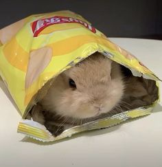 a hamster in a bag sitting on top of a white table with it's head sticking out