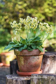 a potted plant sitting on top of a wooden stump