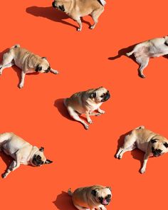 four pug dogs laying down on an orange surface