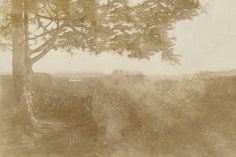 a sepia photograph of a tree in the middle of a field with grass and trees