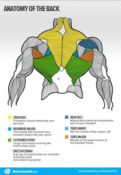 the muscles are labeled in different colors