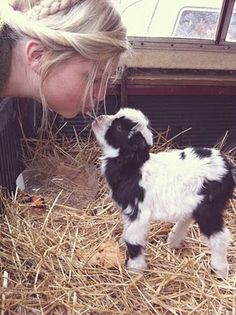 a woman is kissing a baby goat on the nose and it's face next to hay