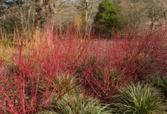 Colorado Native Plant Spotlight: Red-Twig Dogwood Redtwig Dogwood Shrubs, Arctic Fire Red Twig Dogwood, Midwinter Fire Dogwood, Variegated Red Twig Dogwood Shrub, Cornus Sericea, Red Osier Dogwood, Dogwood Shrub, Colorado Gardening, Red Twig Dogwood