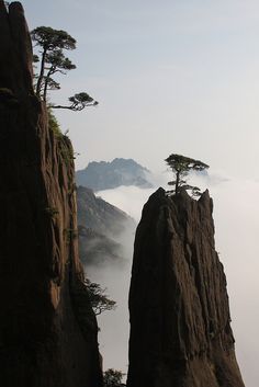 a black and white photo of trees on the top of a mountain with fog in the air