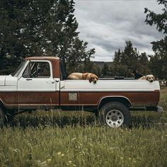 two dogs are sitting in the back of a pickup truck with trees in the background