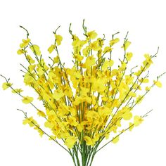 yellow flowers in a vase on a white background