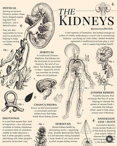 Tcm Traditional Chinese Medicine, Food For Kidney Health, Ayurvedic Healing, Chinese Herbal Medicine, Random Aesthetic