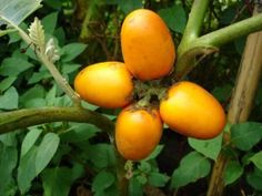 the fruit is growing on the plant in the garden