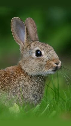 a rabbit is sitting in the grass looking at something with its ears up and eyes wide open