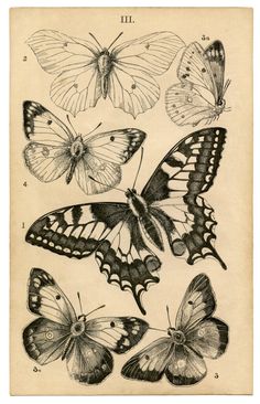 four different butterflies are shown in this antique book page, with the title's name on