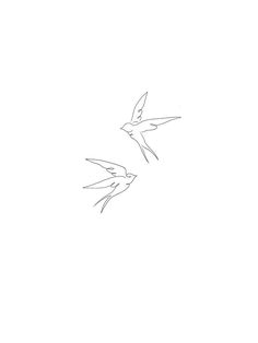 two birds flying side by side in the sky