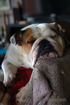 a brown and white dog laying on top of a couch