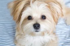 a small dog sitting on top of a bed next to a blue and white blanket