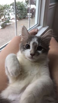 a grey and white cat sitting on its back in front of a window