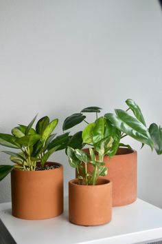 three potted plants sitting on top of a white shelf