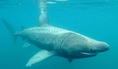 a large gray shark swimming in the ocean