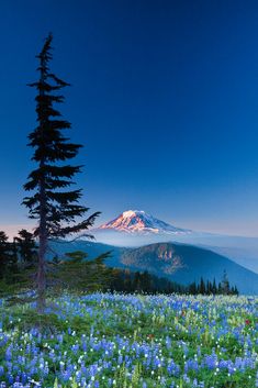 a field full of blue flowers with a snow capped mountain in the backgroud