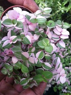 a person holding a potted plant with pink flowers in it's palm area