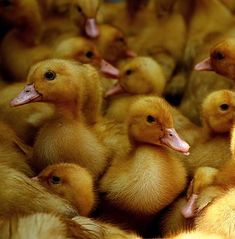 a large group of yellow ducks sitting together