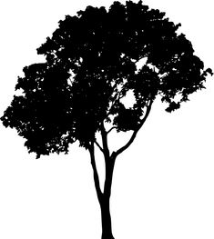 a tree silhouetted against a white background