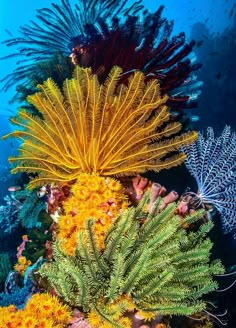 some very pretty colorful plants on the ocean floor