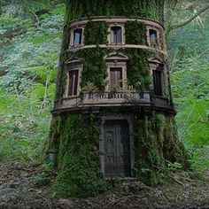 a tree house with moss growing on it in the woods