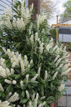 a bush with white flowers in front of a house