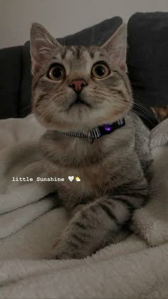 a cat sitting on top of a bed next to a white blanket and pillow with the caption little sunshine