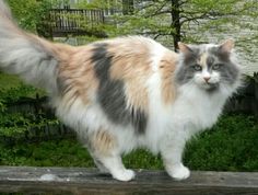 a fluffy cat standing on top of a wooden fence