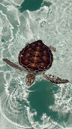 a sea turtle swimming in the water