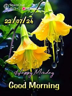 yellow flowers with drops of water on them and the words, happy monday good morning