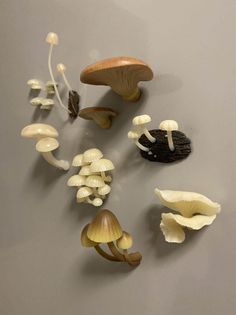 several mushrooms are shown on a gray surface