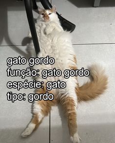 a white and brown cat laying on top of a floor