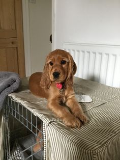 a brown dog laying on top of a bed next to a cage