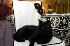 a black cat sitting on top of a white chair