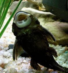 a fish with an eyeball in it's mouth