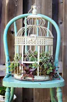 a birdcage filled with succulents sitting on top of a blue chair