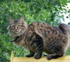 a cat sitting on top of a wooden post next to trees in the background and looking at the camera