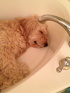 a brown dog laying in a bathtub next to a faucet