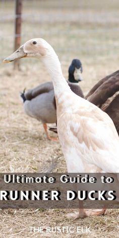 Thinking of raising a backyard flock of ducks? Indian Runner Ducks are an excellent choice if you're looking for an egg-laying breed! Unique in appearance, these ducks are prolific layers and friendly. Ducks For Beginners, Indian Runner Ducks, Backyard Ducks, Duck Coop, Raising Ducks, Runner Ducks, What The Duck, Pet Ducks