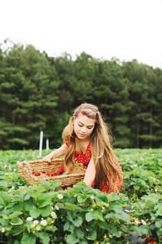 Strawberry Pictures, Picking Strawberries, Hansel Gretel, Berry Picking, Strawberry Garden