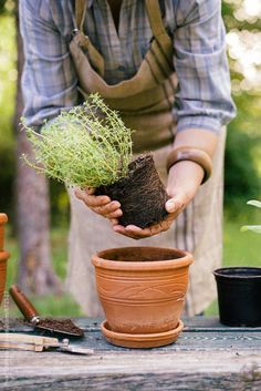 a person is holding a potted plant in their hands