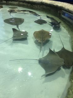 several sting rays swimming in an aquarium tank