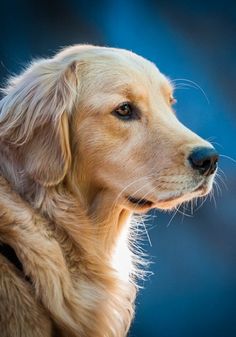 a close up of a dog looking off into the distance