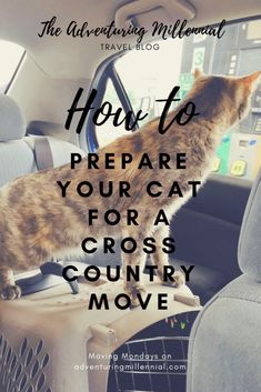 a cat sitting in the back seat of a car with text overlay reading how to prepare your cat for a cross country move