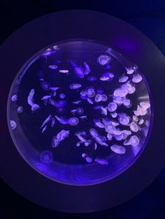 an aquarium filled with lots of different types of jellyfish in it's tank