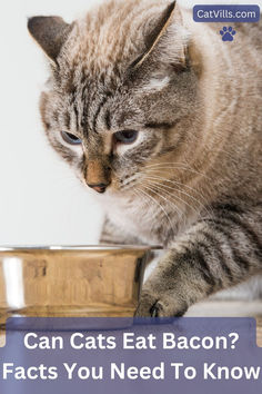 a cat eating out of a bowl with the caption can cats eat bacon? fact you need to know