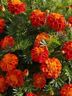 many orange and red flowers in the sun