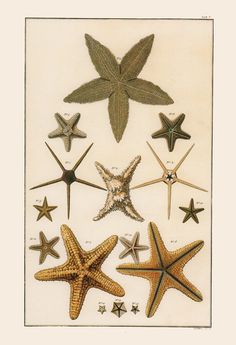 an image of starfishs and other sea stars